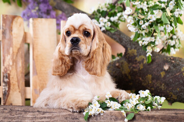 American cocker spaniel on the background of a garden with blooming lilacs