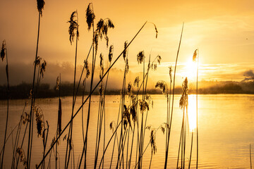 duck, fog, greifensee, lake, lake animal, maur, mist, morning sun, nebel, see, sonnenaufgang, sun, sunrise, sunup, gewässer