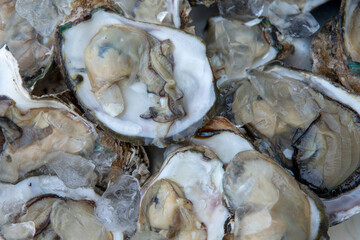 Fresh raw open oysters