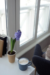 Hyacinth and a cup of coffee on the desk