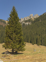 "Mnichy Chochołowskie" - Tatra National Park - Polana Chochołowska  © spacer.z.aparatem 