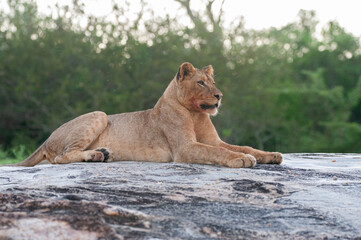 A young female Lion seen on a rock shelf on a safari in South Africa