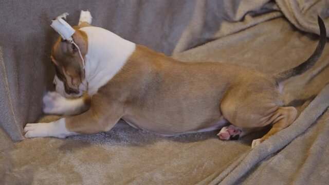 American Staffordshire Terrier puppy with cropped ears, which are wrapped in a bandage. Puppy frolics on a gray plaid. The concept of pets, veterinary medicine, ear cropping
