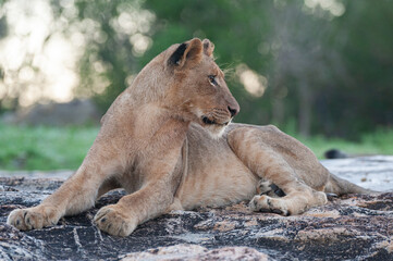 A young female Lion seen on a rock shelf on a safari in South Africa