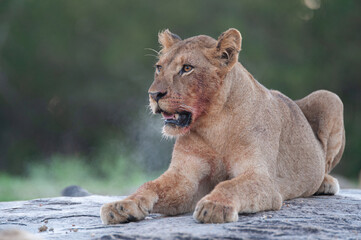 A young female Lion seen on a rock shelf on a safari in South Africa