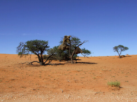 Sociable Weaver (Philetairus socius) bird nests in Acacia trees, Kalahari desert, Northern Cape, South Africa