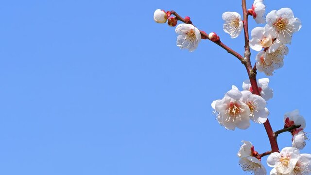 青空に咲く梅の花 左側にコピースペースあり