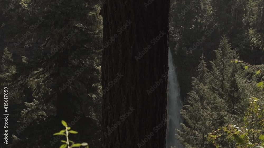 Poster spring forest waterfall revealed from behind tree trunk