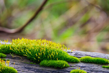 Close up of wet moss on a log with water droplets and a bokeh effect. - Powered by Adobe