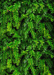 Close-up of Christmas pine fir tree branches background. Background of Christmas tree branches.
