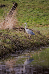 Grey heron with reflection in the river