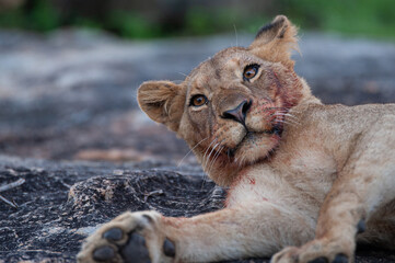 A young female Lion seen on a rock shelf on a safari in South Africa