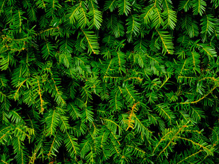 Close-up of Christmas pine fir tree branches background. Background of Christmas tree branches.