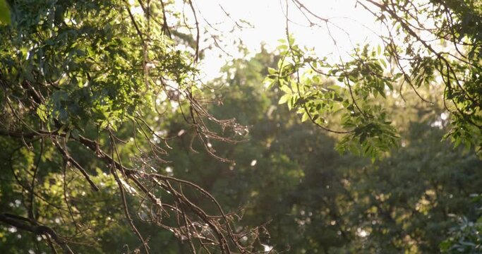 A swarm of mosquitoes on a forest backgroun. 4k