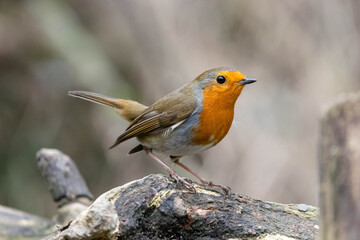 Red Robin