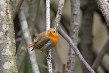 Robin