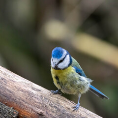 Blue Tit