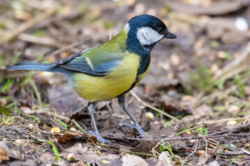 Fototapeta premium Blue Tit