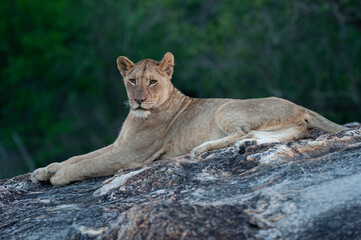 A young female Lion seen on a rock shelf on a safari in South Africa