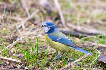 Blue Tit