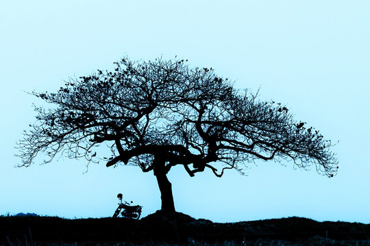 silhouette