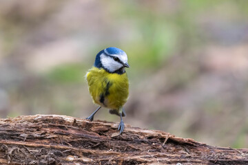 Blue tit on a branch