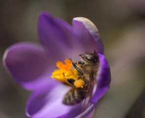 Bee sleeping in violett blossom