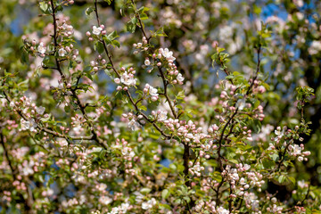 Apple tree blossoms