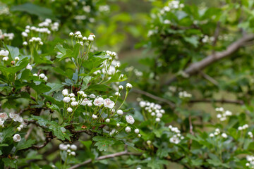 Hawthorn white flowers blooming in spring