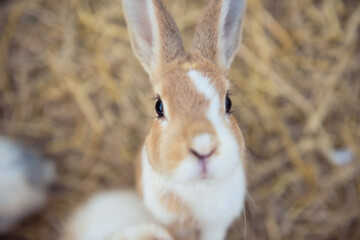 Cute rabbit stand on dry grass and look at camera