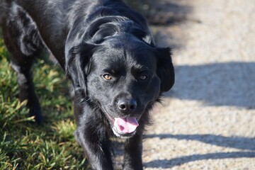 black flat coated Retriever
