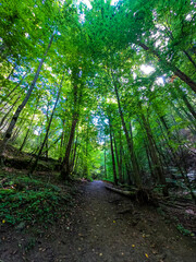 Obraz premium path in the forest
