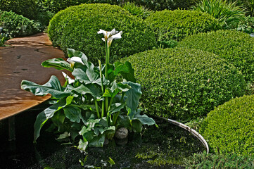 Zantedeschia surrounded by clipped Box hedges in a water feature