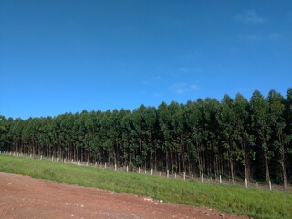 Fototapeta na wymiar eucalyptus plantation, side view. blue sky