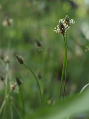 Heilpflanze Blüte Spitzwegerich Plantago Lanceolata Bokeh
