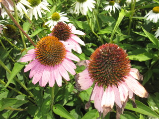 pink and yellow flowers