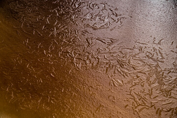 Drawings of winter on the frozen river, the reflection of trees on an ice smooth surface, the wild frozen small river in the winter wood, the wild nature at sunset, the river of red color, ice