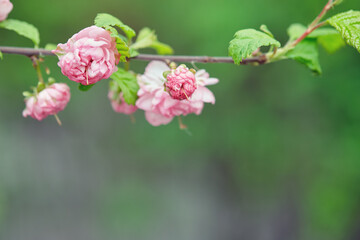 Flowering almond. Branch with pink flowers. Springtime
