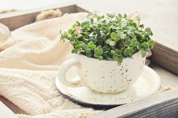 Fresh organic microgreens in a white ceramic cup. Healthy and vegan food