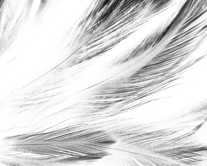 Beautiful abstract black feathers on white background and soft white feather texture on white pattern, dark theme wallpaper, gray feather background, black banners, dark texture
