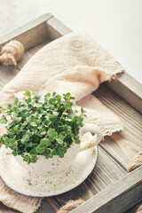 Fresh organic microgreens in a white ceramic cup. Healthy and vegan food