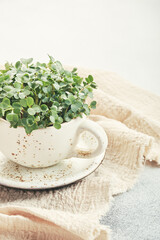 Fresh organic microgreens in a white ceramic cup. Healthy and vegan food