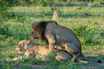 A mating pair of African Lions seen on a safari in South Africa