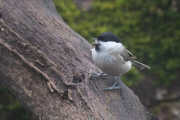 Marsh tit, Poecile palustris, Parus palustris  Sitting on a Branch