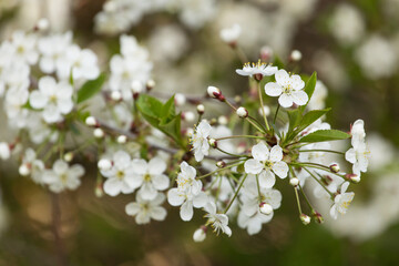 Spring bloom, blossom, white flowers on cherry tree branch closeup, macro. Bokeh abstract...