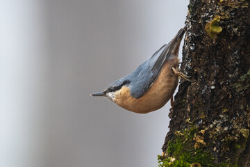 Eurasian nuthatch wood european nuthatch Sitta europaea clinging perched to tree trunk