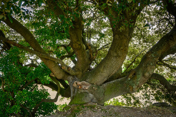 Tree with many trunks
