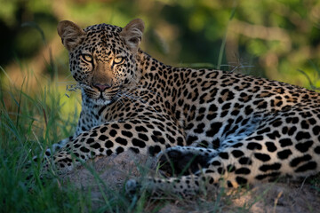 Fototapeta na wymiar A beautiful young female Leopard seen on a safari in South Africa