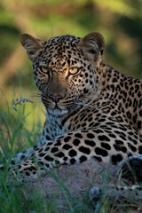 Fototapeta na wymiar A beautiful young female Leopard seen on a safari in South Africa