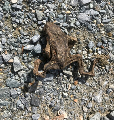 RANA SECA POR EL SOL RANA MUERTA SAPO MUERTO